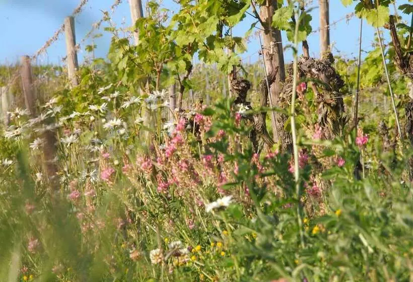 Pension Weingut Schwab