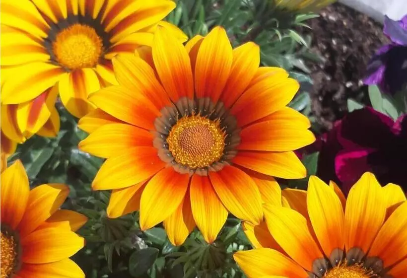 ベッドアンドブレックファースト Country House Campofiore