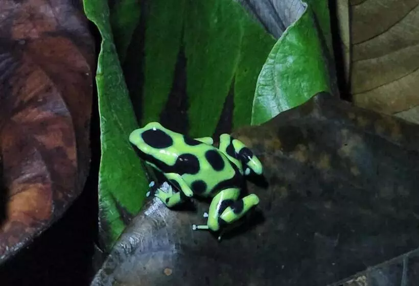 La Piña, Rio Celeste