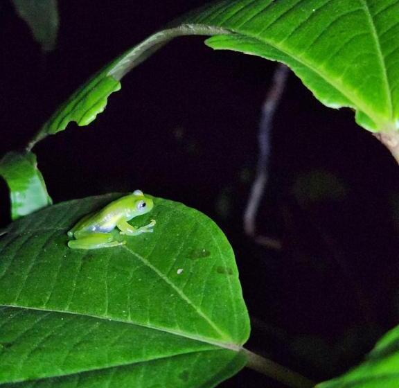 La Piña, Rio Celeste