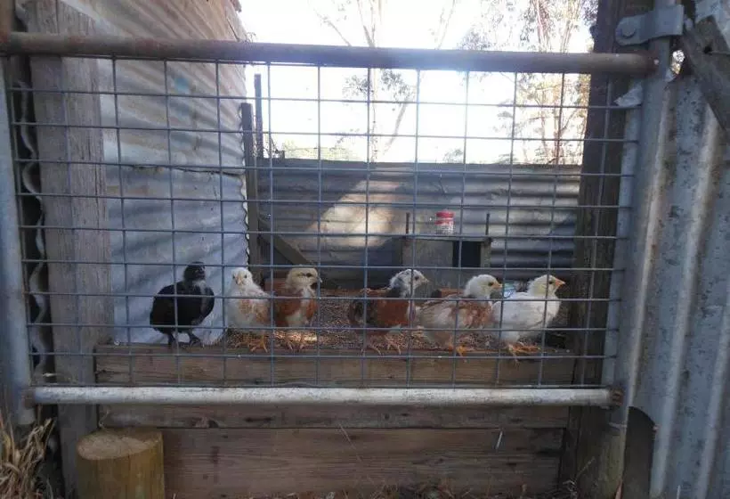 Grampians Historic Homestead B&b