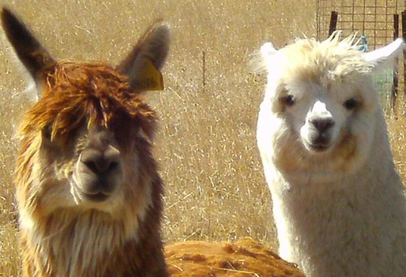 Grampians Historic Homestead B&b