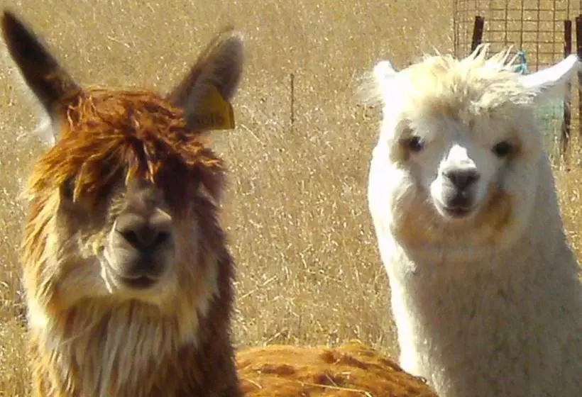 Grampians Historic Homestead B&b