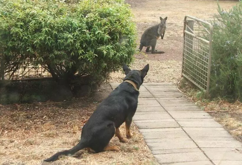 Grampians Historic Homestead B&b