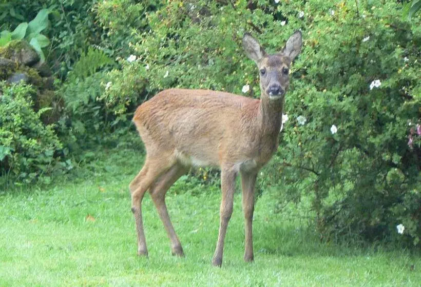 ペンション Forest How Guest House