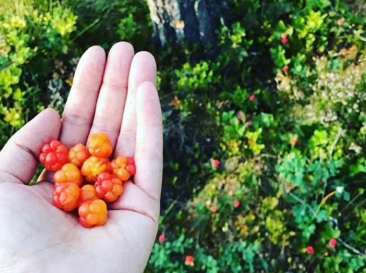 Sälens Högfjällshotell