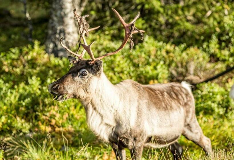 Storsätra Fjällhotell