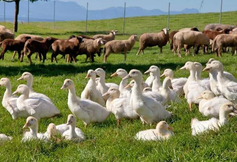 Retkeilymaja Landgasthof Entenwirt Tarsdorf