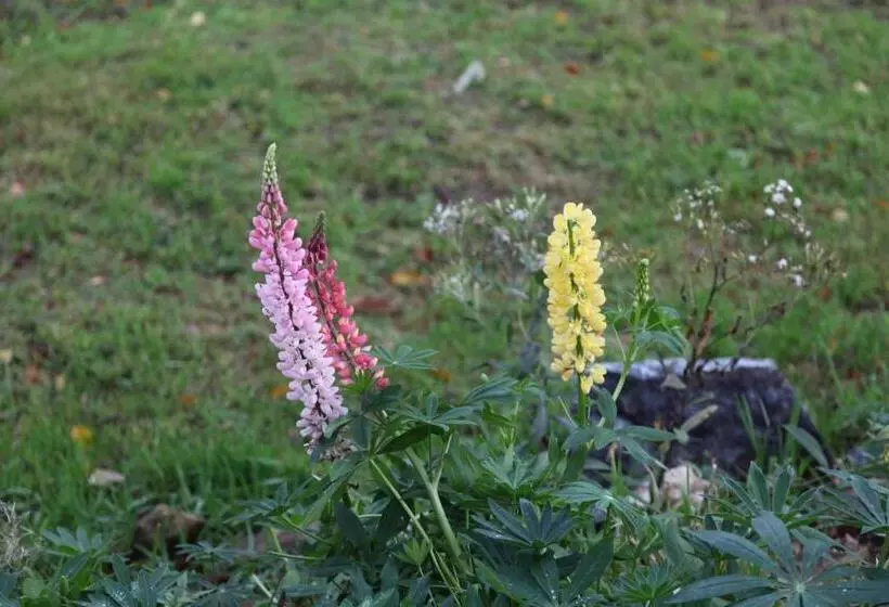 ペンション König In