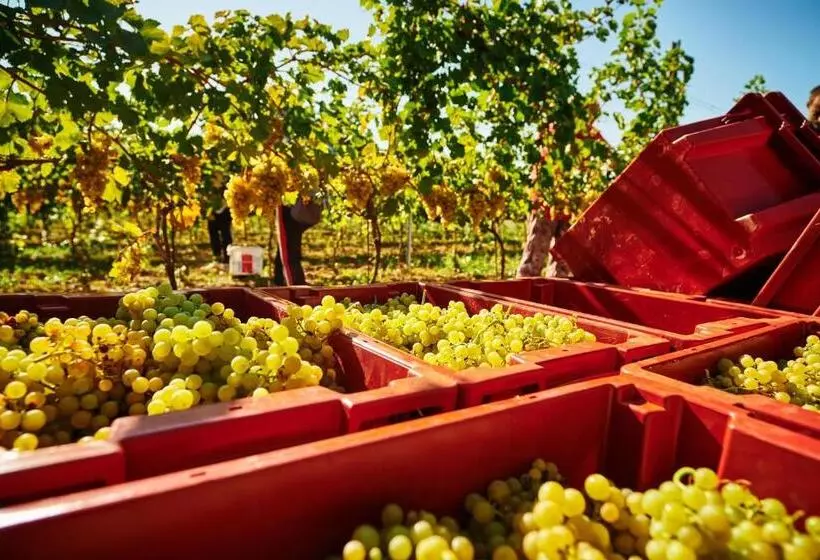 Majatalo St Peter Vini