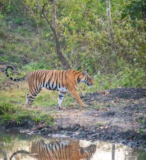 Lomakeskus Kaav Safari Lodge, Kabini