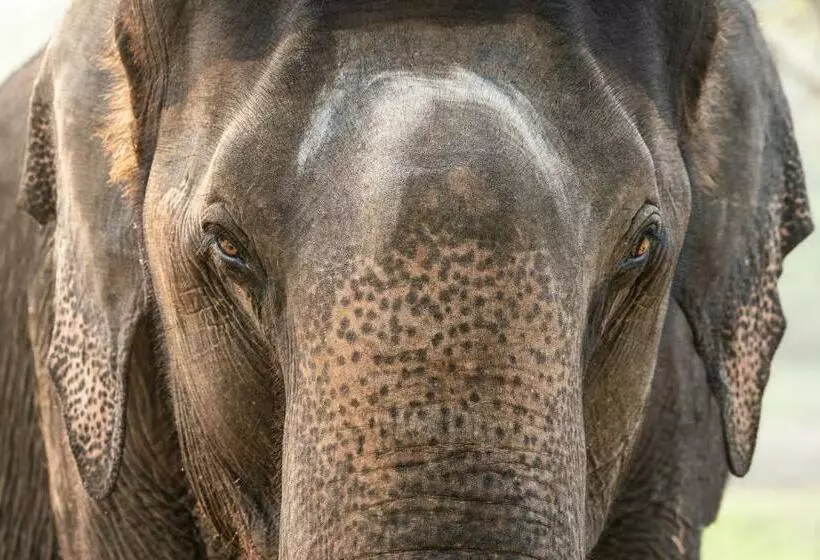 Lomakeskus Kaav Safari Lodge, Kabini