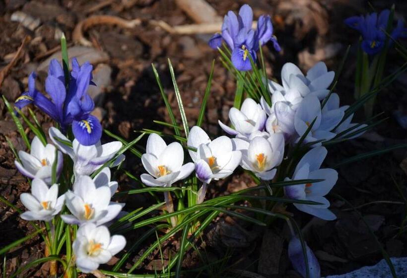 צימר Mandy's Inn