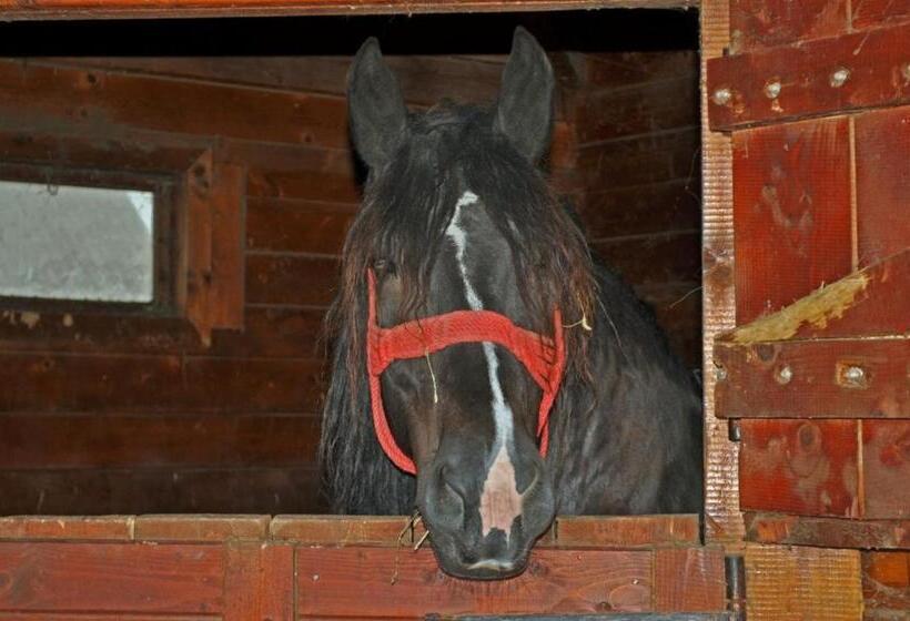 호텔 Pensiunea Cheile Apusenilor