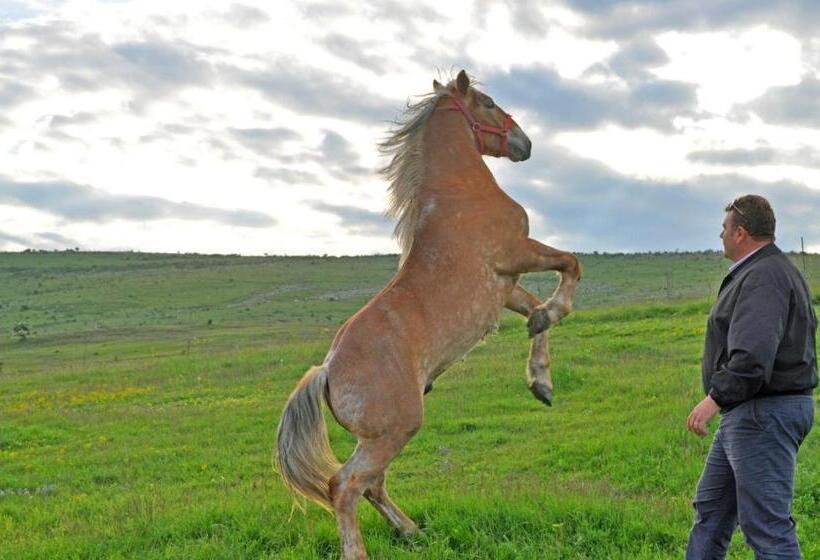 호텔 Pensiunea Cheile Apusenilor