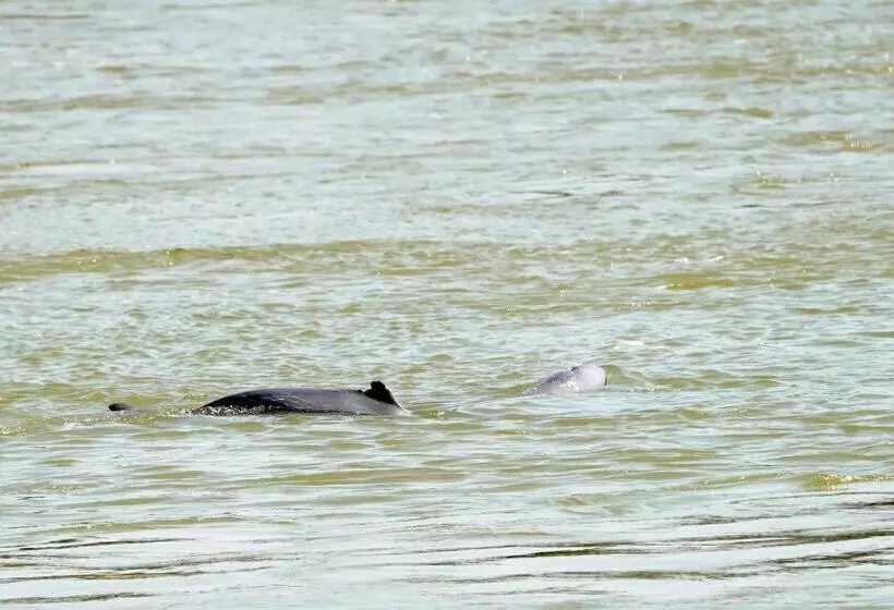 Hotelli Senesothxuene