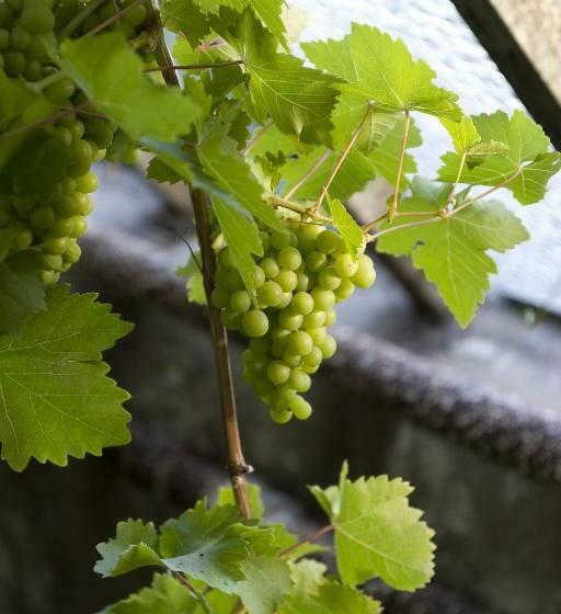 Stegeborg Trädgårdshotell