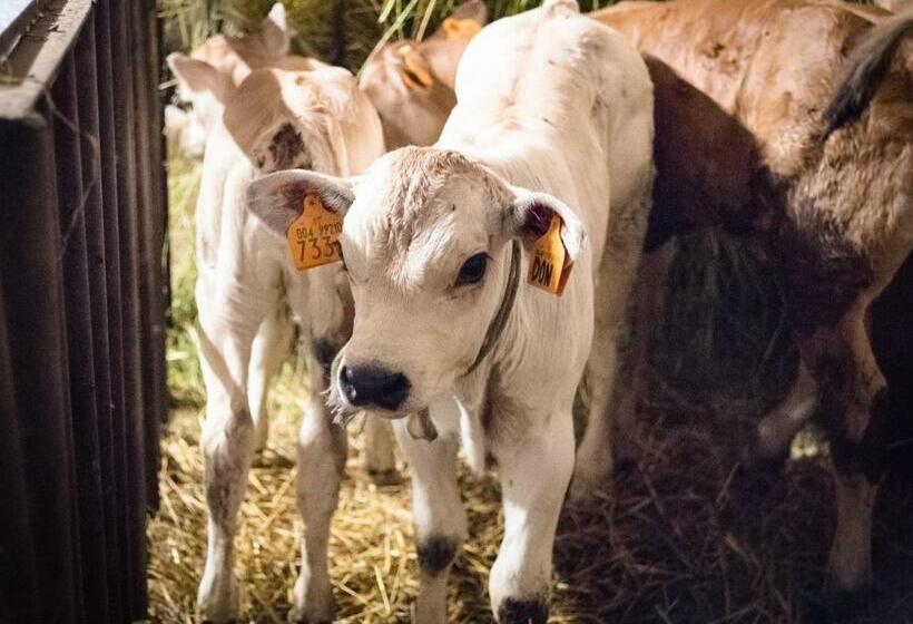 ベッドアンドブレックファースト All'ombra Del Castello