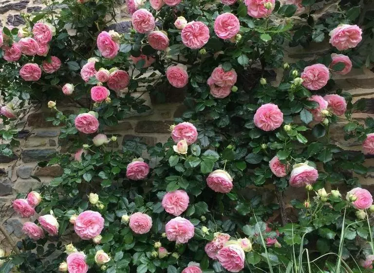 Aamiaismajoitus (B&B) Tillac Chambres D'hôtes