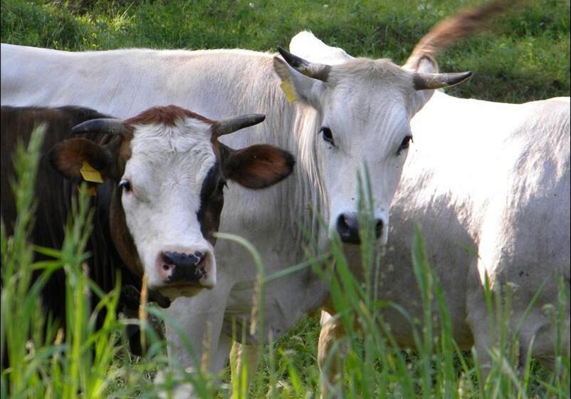 ホテル Cascina Beneficio