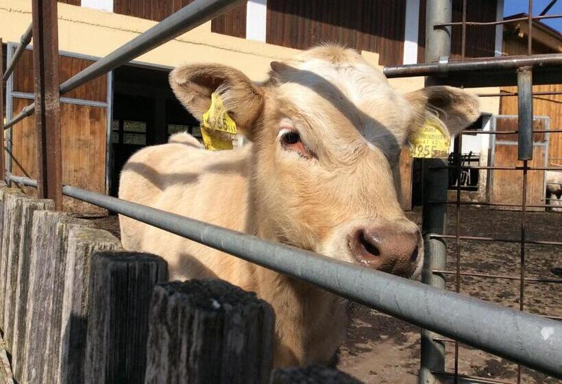 فندق Kniebergerhof