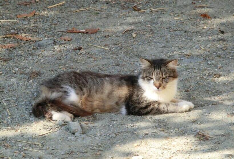 فندق Kniebergerhof