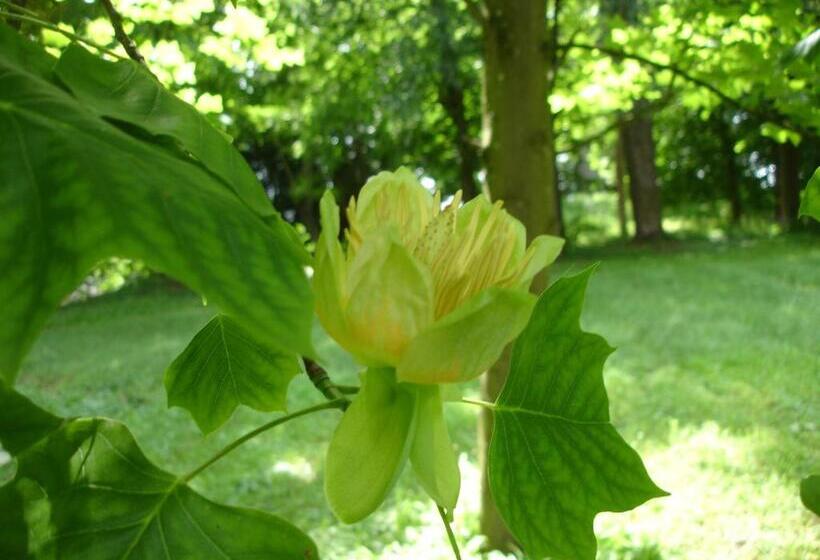 פנסיון Maison D'hôtes Le Château De Puxe