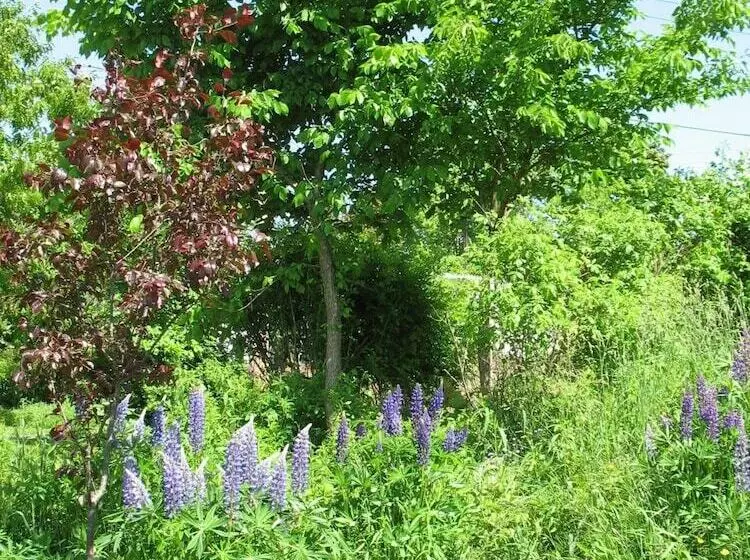 The Nelson House Bed & Breakfast