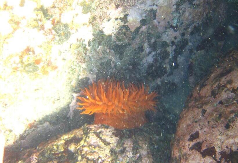 Cabañas Hostel Aquario Papudo