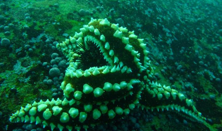 Cabañas Hostel Aquario Papudo