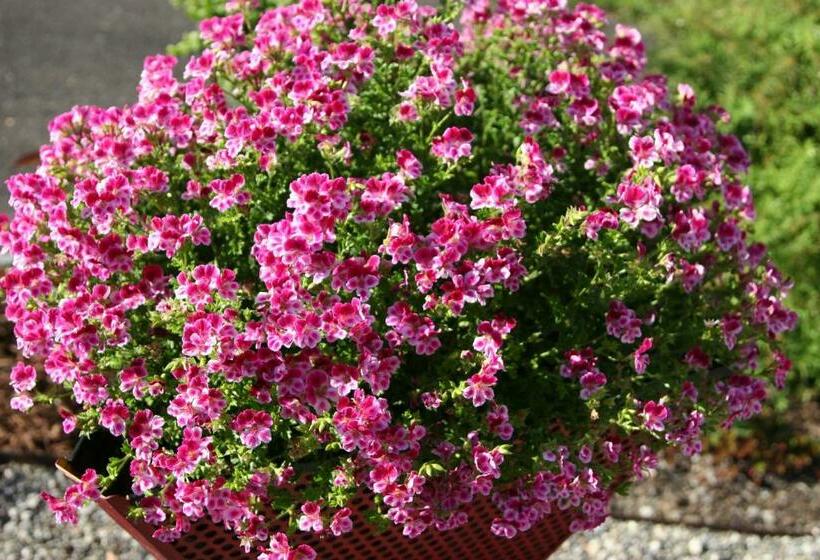 펜션 Garni Frohsinn