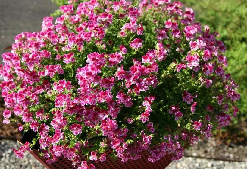 Majatalo Garni Frohsinn