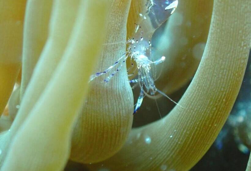 Курорт Great Keppel Island Hideaway