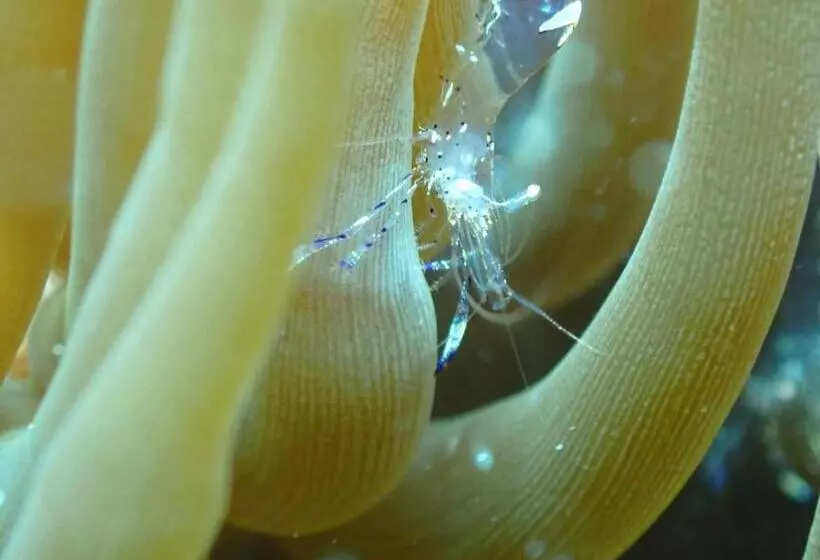 Lomakeskus Great Keppel Island Hideaway