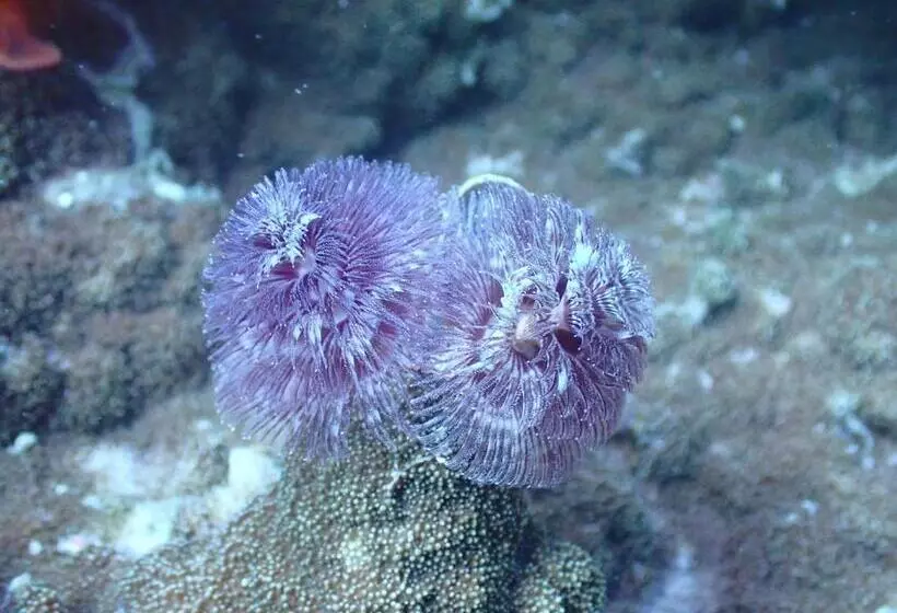 Lomakeskus Great Keppel Island Hideaway