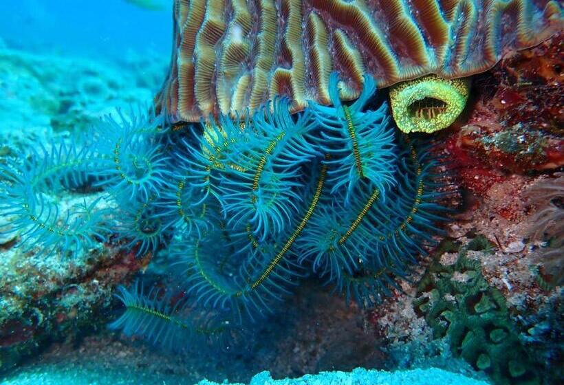 Курорт Great Keppel Island Hideaway