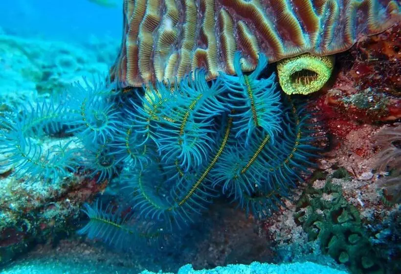 Lomakeskus Great Keppel Island Hideaway