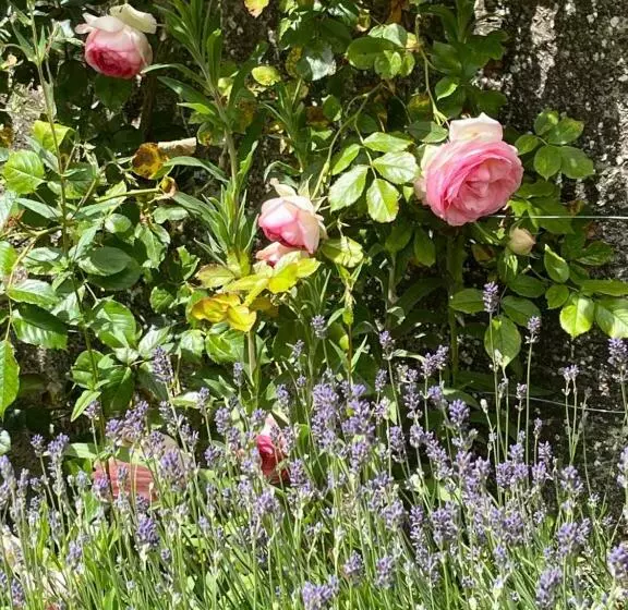 ベッドアンドブレックファースト Chambres D'aumont