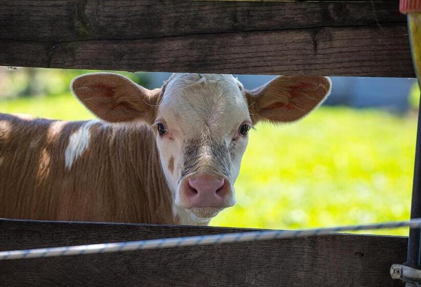 민박 Gyulavezér Lovasbirodalma