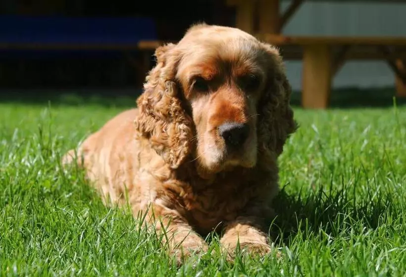 ベッドアンドブレックファースト Gyulavezér Lovasbirodalma