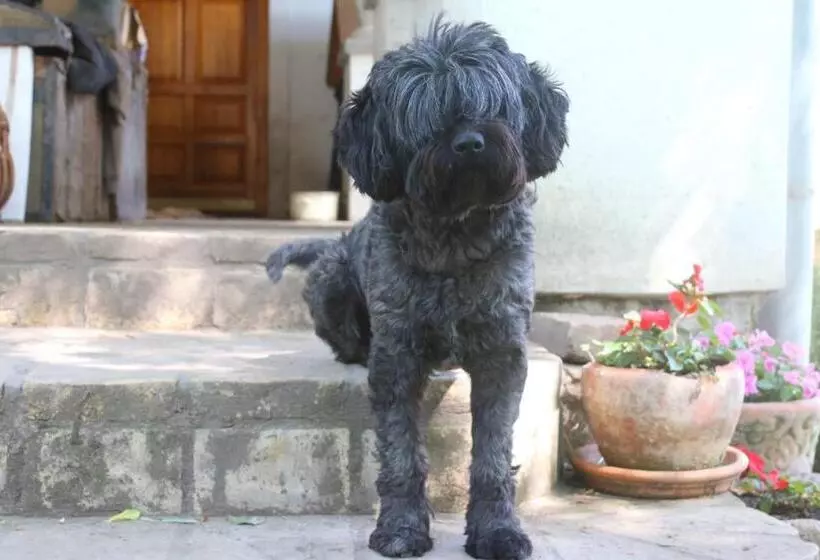 ベッドアンドブレックファースト Gyulavezér Lovasbirodalma