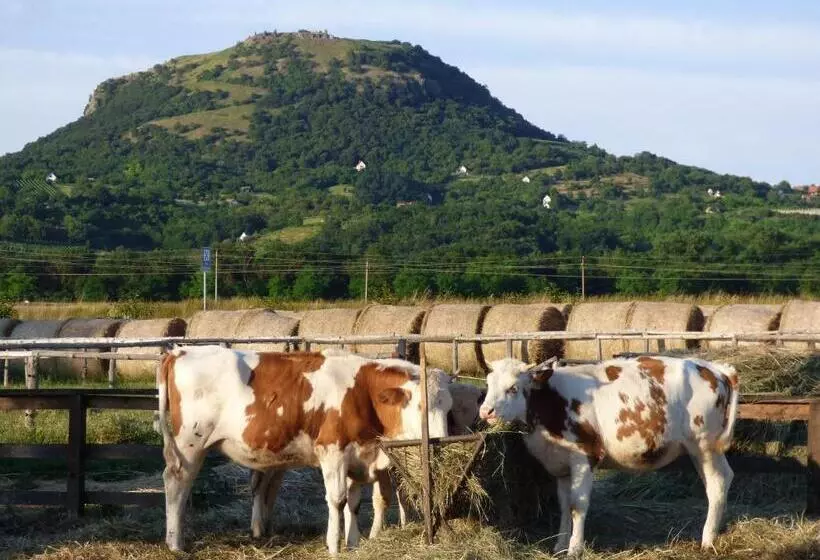 ベッドアンドブレックファースト Gyulavezér Lovasbirodalma