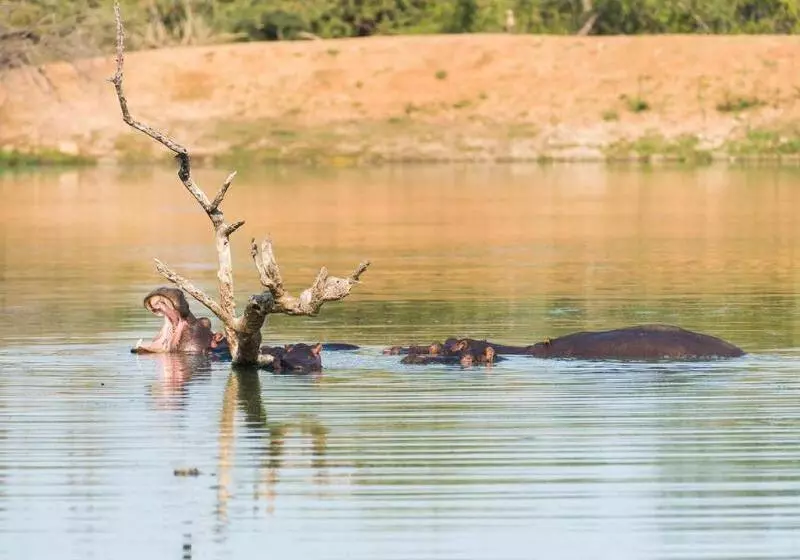 호텔 Aha Makalali Private Game Reserve
