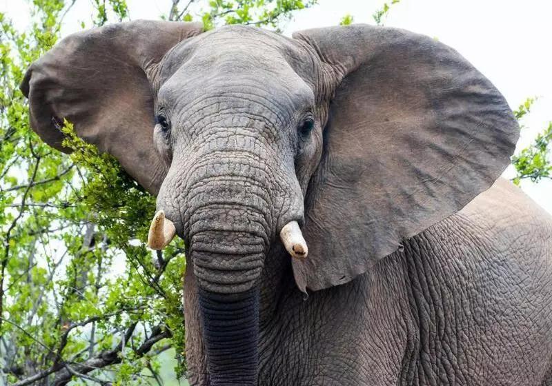 호텔 Aha Makalali Private Game Reserve