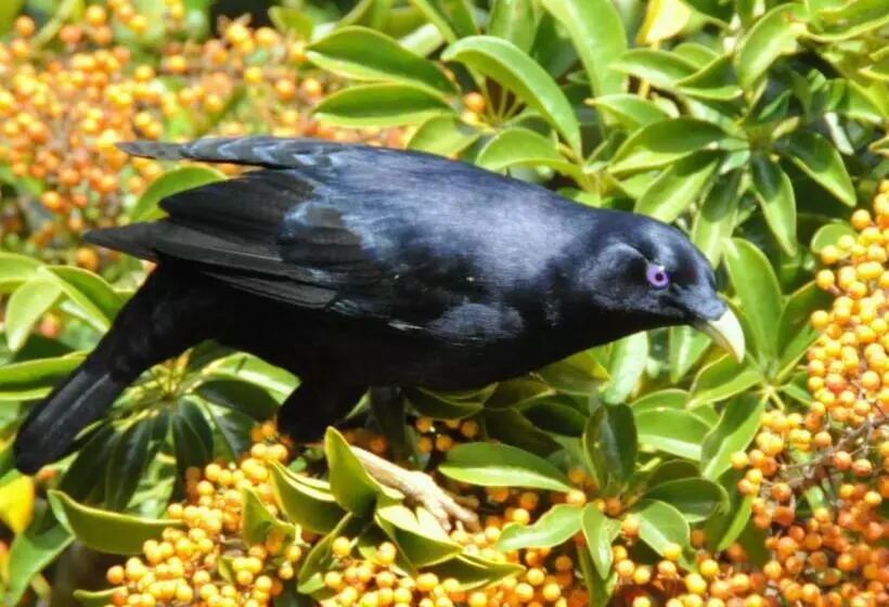 ベッドアンドブレックファースト Yarrahapinni Homestead