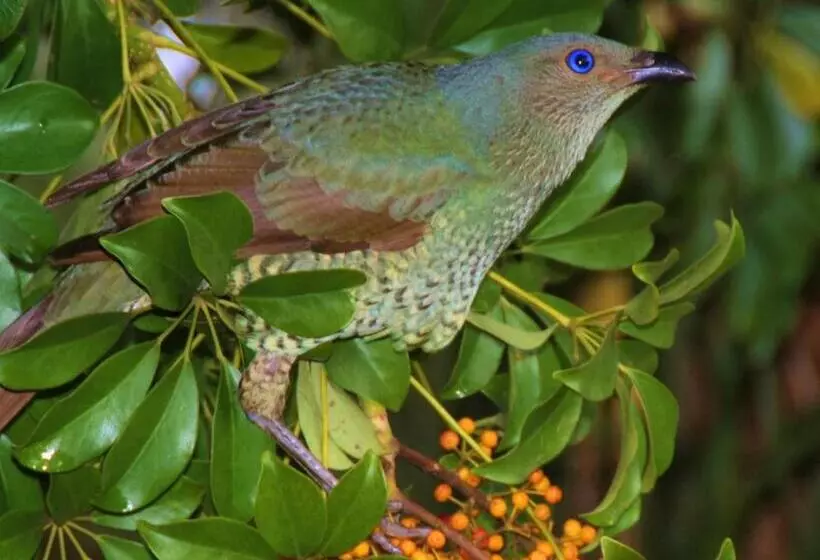 ベッドアンドブレックファースト Yarrahapinni Homestead