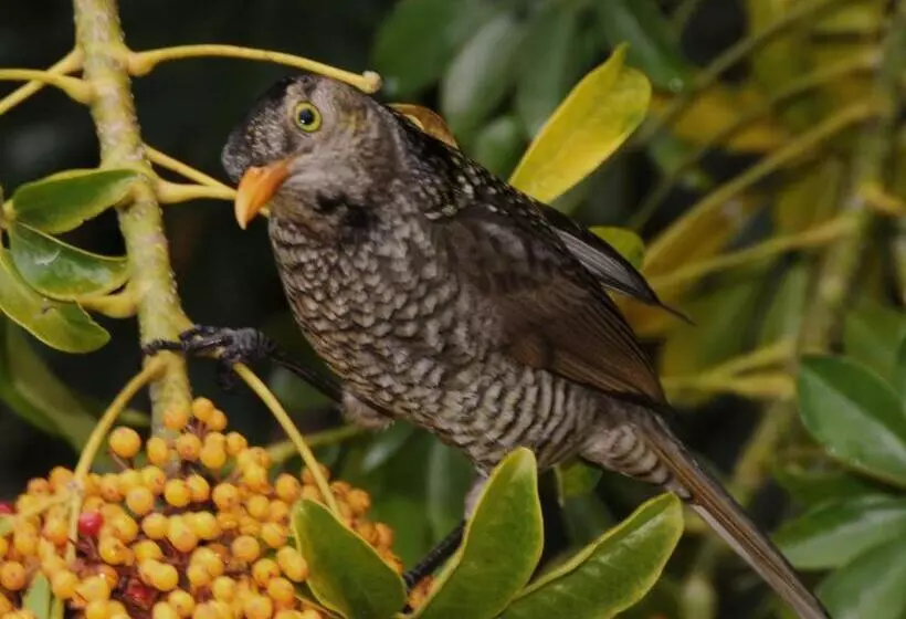 ベッドアンドブレックファースト Yarrahapinni Homestead