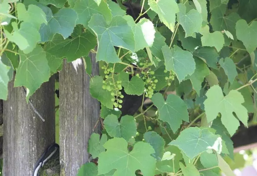 Pension Zum Krug, Messe München