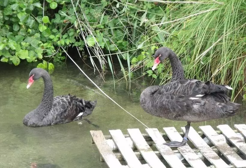 Aamiaismajoitus (B&B) Les Cygnes Noirs