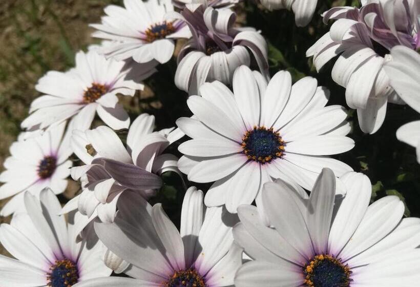 簡易ホテル Le Petit Chateau